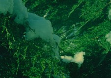 Cat of the Worms Green Realm by Stan Brakhage 2