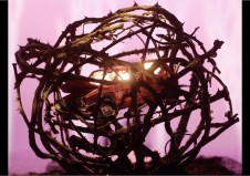 Last Wild Bird in Heaven 07 smaller