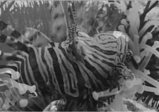 When the Lionfish copy