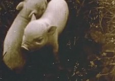 Your New Pig is Down the Road