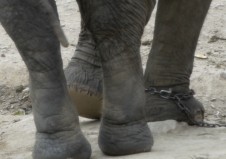 dear elephant still 5 compressed