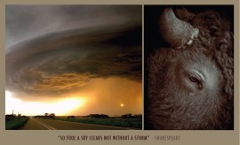 MINOTAUR IMAGES 2