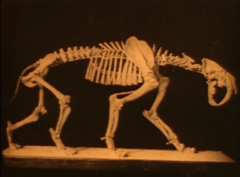 From the Belly of the Earth saber tooth tiger skeleton smaller