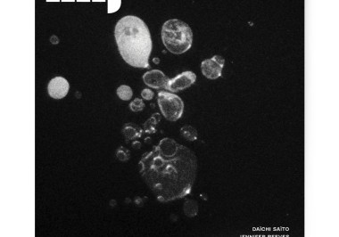 MFJ82 COVER front white