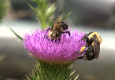 Today bees on thistle Friedrich 1024x576