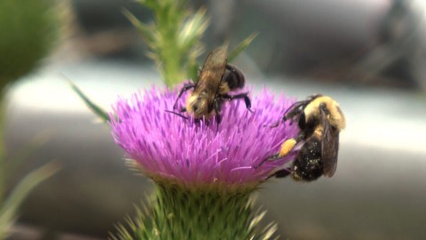 Today bees on thistle Friedrich 1024x576