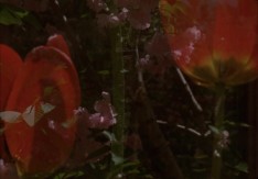 Filmforum 50, Program 17: Floribunda, an outdoor garden screening