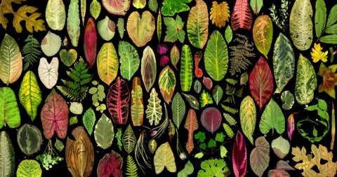 wrought film still decaying leaf mosaic copy v2